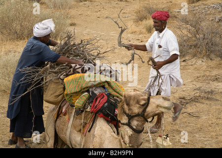 Wüste Guides laden ein Kamel Camelus Bactrianus mit Brennholz in der THAR-Wüste in der Nähe von JAISALMER RAJASTHAN Indien Stockfoto