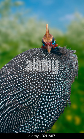 Helmperlhuhn behelmter Perlhühner Numida Meleagris Ost-Afrika-Ostafrika Stockfoto
