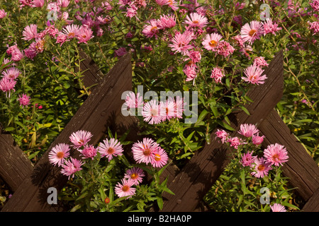 Astern New England Astern Aster Novae Angliae Land Garten Lattenzaun Deutschland Stockfoto