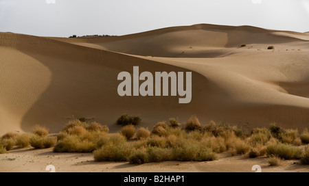 Sanddünen Form in der THAR-Wüste in der Nähe von JAISALMER RAJASTHAN Indien Stockfoto