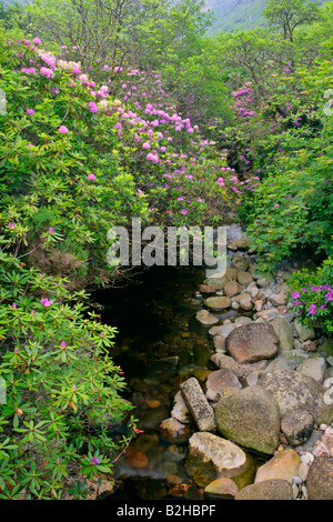 Bach, gemeinsame Rhododendron Pontischen Rhododendron Rhododendron Ponticum Higlands Schottland, Vereinigtes Königreich Stockfoto