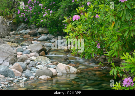 Bach, gemeinsame Rhododendron Pontischen Rhododendron Rhododendron Ponticum Higlands Schottland, Vereinigtes Königreich Stockfoto