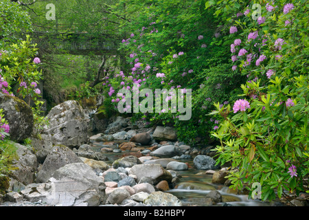 Bach, gemeinsame Rhododendron Pontischen Rhododendron Rhododendron Ponticum Higlands Schottland, Vereinigtes Königreich Stockfoto