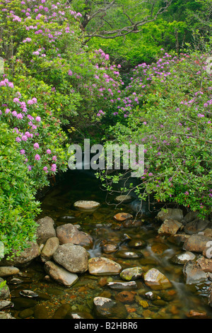 Bach, gemeinsame Rhododendron Pontischen Rhododendron Rhododendron Ponticum Higlands Schottland, Vereinigtes Königreich Stockfoto