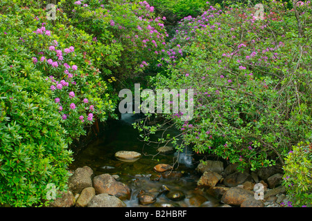 Bach, gemeinsame Rhododendron Pontischen Rhododendron Rhododendron Ponticum Higlands Schottland, Vereinigtes Königreich Stockfoto