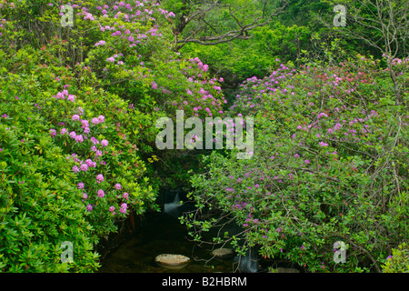 Bach, gemeinsame Rhododendron Pontischen Rhododendron Rhododendron Ponticum Higlands Schottland, Vereinigtes Königreich Stockfoto