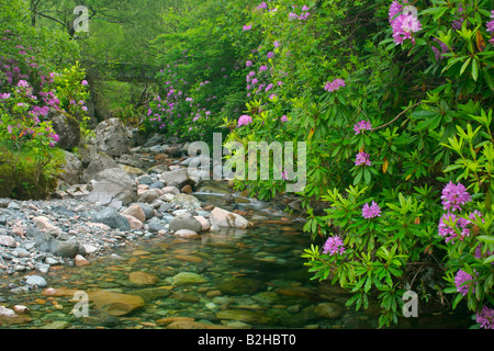 Bach, gemeinsame Rhododendron Pontischen Rhododendron Rhododendron Ponticum Higlands Schottland, Vereinigtes Königreich Stockfoto