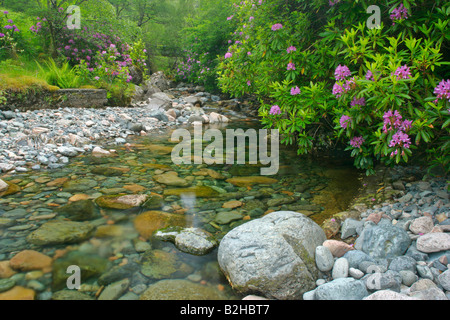 Bach, gemeinsame Rhododendron Pontischen Rhododendron Rhododendron Ponticum Higlands Schottland, Vereinigtes Königreich Stockfoto