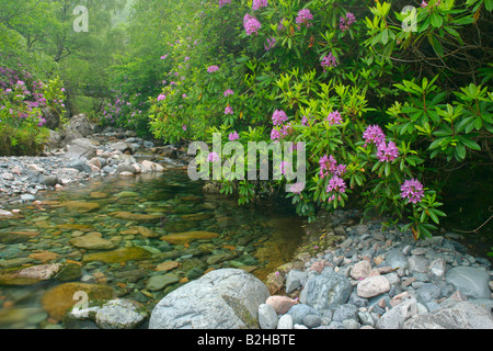 Bach, gemeinsame Rhododendron Pontischen Rhododendron Rhododendron Ponticum Higlands Schottland, Vereinigtes Königreich Stockfoto