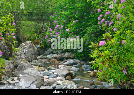 Bach, gemeinsame Rhododendron Pontischen Rhododendron Rhododendron Ponticum Higlands Schottland, Vereinigtes Königreich Stockfoto