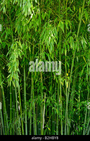 Bambus Bambudae Wald dicht gepackt Stipes Botanischer Garten Baden