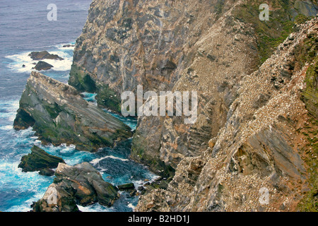 Gannetry Sula Bassana Zucht Basstölpel auf exponierten Felsen gesehen von oben Hermaness Nature Reserve Unst Shetland Isles Scotland UK Stockfoto