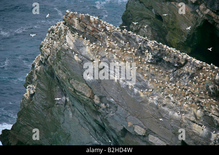 Gannetry Sula Bassana Zucht Basstölpel auf exponierten Felsen gesehen von oben Hermaness Nature Reserve Unst Shetland Isles Scotland UK Stockfoto