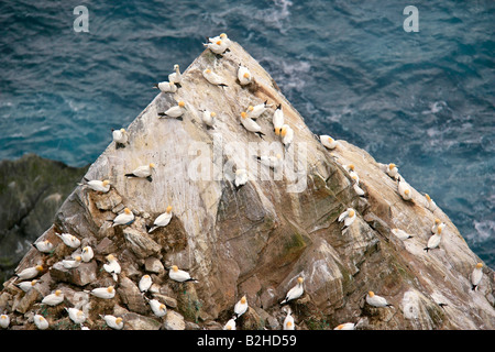 Gannetry Sula Bassana Zucht Basstölpel auf exponierten Felsen gesehen von oben Hermaness Nature Reserve Unst Shetland Isles Scotland UK Stockfoto