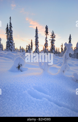 winterliche Landschaft Landschaft schneebedeckte Stubba Natur Reservatoin Laponia Lappland Norrbotten Schweden Skandinavien Europa Winter Stockfoto