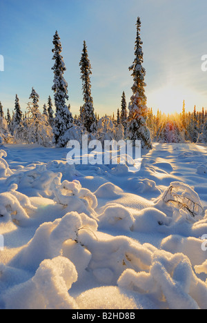 winterliche Landschaft Landschaft schneebedeckte Stubba Natur Reservatoin Laponia Lappland Norrbotten Schweden Skandinavien Europa Winter Stockfoto