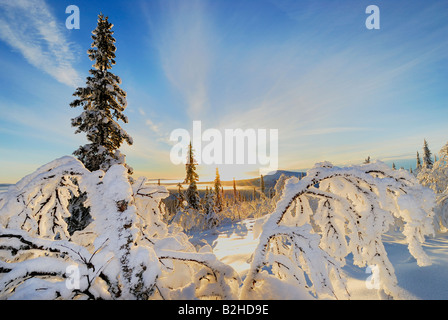 winterliche Landschaft Landschaft schneebedeckte Stubba Natur Reservatoin Laponia Lappland Norrbotten Schweden Skandinavien Europa Winter Stockfoto