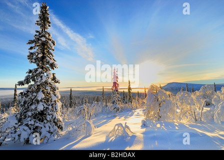 winterliche Landschaft in schneebedeckte Stubba Natur Reservatoin Laponia Lappland Norrbotten Schweden Skandinavien Europa Winter Stockfoto