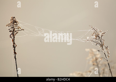 Cobweb Spinnennetz Dew Drop Morgen Pfrunger Ried Baden-Württemberg Deutschland Stockfoto