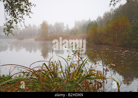 Morgen Nebel Marschland See Herbstlandschaft fallen Farbe Herbstfärbung Pfrunger Ried Baden-Württemberg Deutschland Stockfoto