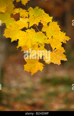 Acer Herbstlaub Acer verlässt Laub im Herbst Herbstfarben Baden-Württemberg Deutschland Stockfoto