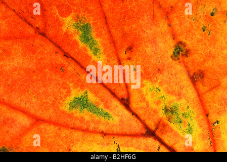 Ahornbaum Blatt Adern verlassen Acer Nachbild Hintergrund Hintergrund Bild Hintergrund schließen sich Muster Muster Stockfoto