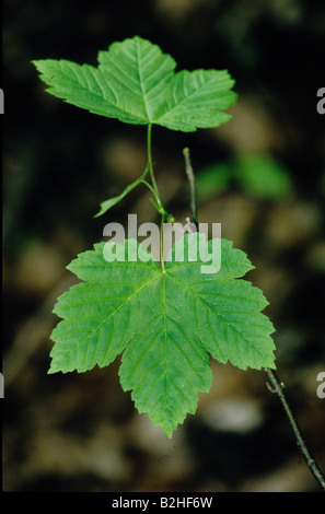 Ahornbaum Acer verlassen Nachbild Hintergrund Hintergrund Bild Hintergrund schließen sich Muster Muster Stockfoto