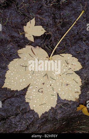 Ahornbaum Acer verlassen Nachbild Hintergrund Hintergrund Bild Hintergrund schließen sich Muster Muster Stockfoto