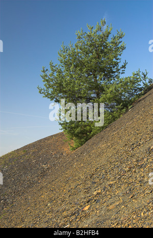 Hang europäischen Schwarzkiefer Pinus Nigra Landschaft Landschaftskulisse Stockfoto