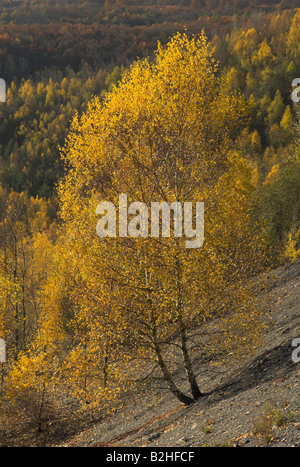 Herbst herbstliche Landschaft Betula Pendel Silver Birch europäischen Weinen Birke, Europäische weiße Birke Betula Pendel Stockfoto