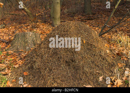 südlichen Waldameise Pferd Ameise Rote Waldameise Formica rufa Stockfoto