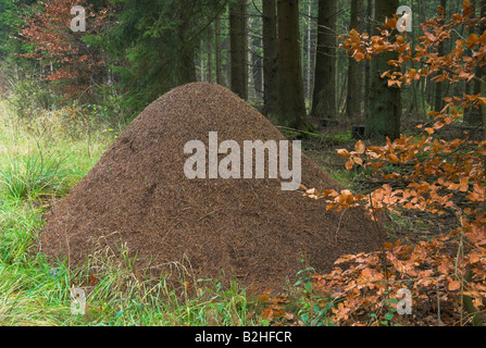 südlichen Waldameise Pferd Ameise Rote Waldameise Formica rufa Stockfoto