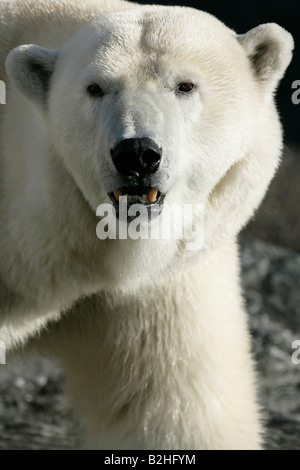 Eisbär Eisbaer Ursus Maritimus Carnivora Potrait Stockfoto