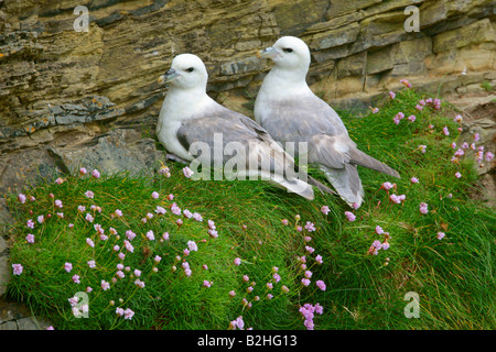 Nördlichen Fulmar Fulmarus Cyclopoida Zucht Hermaness Nature Reserve Unst Shetland Isles Scotland UK flirten Stockfoto