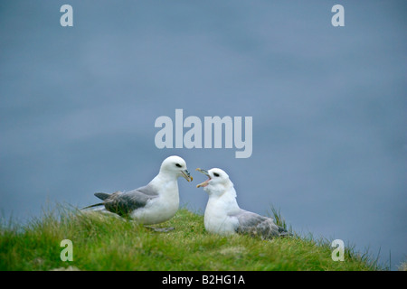 Nördlichen Fulmar Fulmarus Cyclopoida Zucht Hermaness Nature Reserve Unst Shetland Isles Scotland UK flirten paar paar Stockfoto