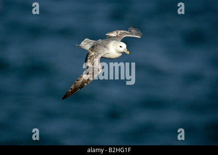 Nördlichen Fulmar Fulmarus Cyclopoida Zucht Hermaness Nature Reserve Unst Shetland Isles Scotland UK alata Flug fliegen Stockfoto