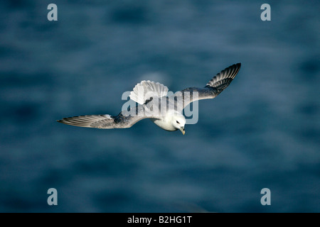 Nördlichen Fulmar Fulmarus Cyclopoida Zucht Hermaness Nature Reserve Unst Shetland Isles Scotland UK fliegen Stockfoto