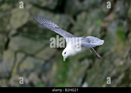 Nördlichen Fulmar Fulmarus Cyclopoida Zucht Hermaness Nature Reserve Unst Shetland Isles Scotland UK fliegen Flug Stockfoto