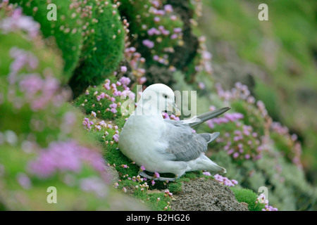 Nördlichen Fulmar Fulmarus Cyclopoida Zucht Hermaness Nature Reserve Unst Shetland Isles Scotland UK Stockfoto