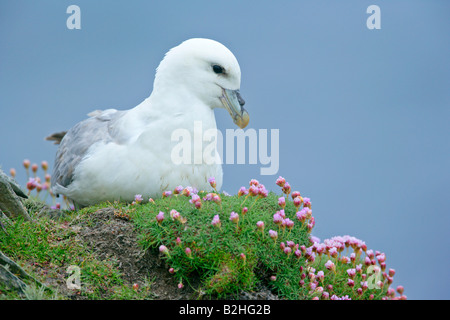 Nördlichen Fulmar Fulmarus Cyclopoida Zucht Hermaness Nature Reserve Unst Shetland Isles Scotland UK Stockfoto