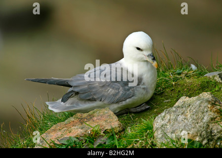 Nördlichen Fulmar Fulmarus Cyclopoida Zucht Hermaness Nature Reserve Unst Shetland Isles Scotland UK Stockfoto