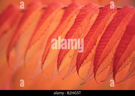 Rhus Typhina Staghorn Sumach Baden-Württemberg Deutschland Strauch stills noch Hintergrund Hintergründe Muster Nahaufnahme Stockfoto