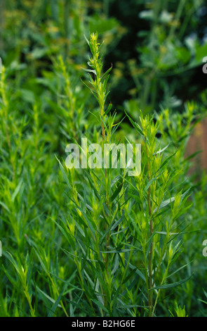 Estragon Estragon Artemisia Dranunculus Estragon beruhigt noch Hintergrund Hintergründe Muster Muster Nahaufnahme Makro Nachbild Stockfoto