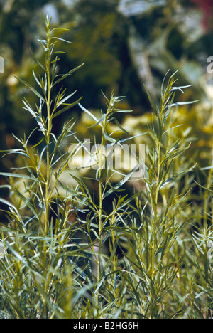 Estragon Estragon Artemisia Dranunculus Estragon beruhigt noch Hintergrund, die Hintergründe Muster Muster Makro Nachbild Nahaufnahme Stockfoto