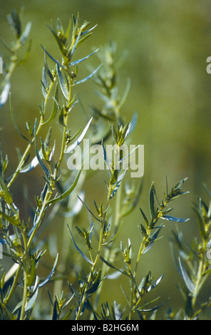 Estragon Estragon Artemisia Dranunculus Estragon beruhigt noch Hintergrund, die Hintergründe Muster Muster Makro Nachbild Nahaufnahme Stockfoto