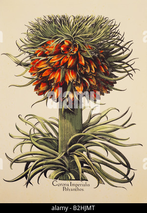 Botanik, Blumen, Fritillaria, Kaiserkrone (Fritillaria imperialis), Kupferstich, farbig, von "Hortus Eystettensis", die von Basilius Besler (1561-1629), Eichstätt, Deutschland, 1613, Privatsammlung, Artist's Urheberrecht nicht gelöscht werden Stockfoto