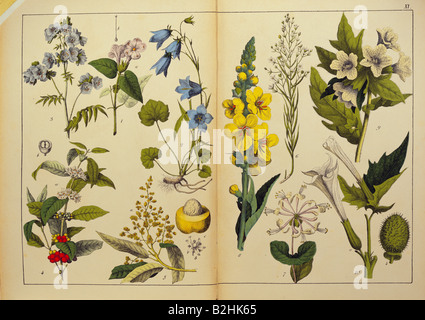 Botanik, Blumen, Bäume, Kräuter, Pflanzen, 1. Ordnung, 5. Klasse, von "Naturgeschichte des Pflanzenreiches in Bildern", Stuttgart, Esslingen, Deutschland, um das Jahr 1853, Privatsammlung, Stockfoto