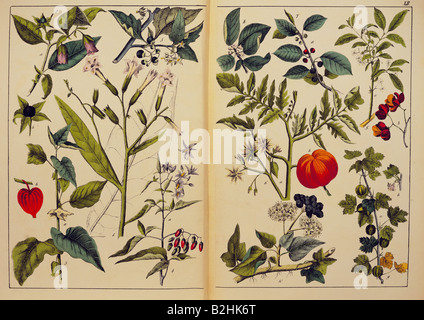 Botanik, Beeren, Pflanzen, 1. Ordnung, 5. Klasse, von "Naturgeschichte des Pflanzenreiches in Bildern", Stuttgart, Esslingen, Deutschland, um das Jahr 1853, Privatsammlung, Stockfoto