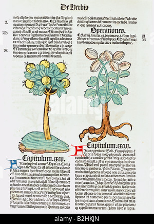 Botanik, Bäume, gemeine Feige (ficus carica), Holzschnitt, farbig, aus "Ortus sanitatis", gedruckt von Johann Pruess, Straßburg, Deutschland, 1497, Antikkunst und Buchhandlung Woelfle, München, Stockfoto