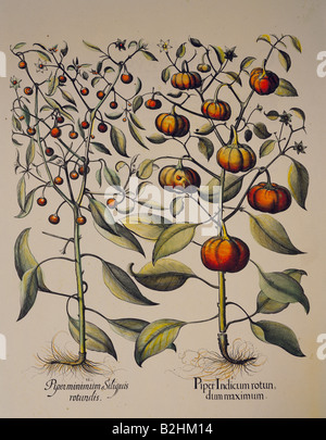 Botanik, Gemüse, Capsicum annuum, Kupferstich, farbig, von "Hortus Eystettensis", die von Basilius Besler (1561-1629), Eichstätt, Deutschland, 1613, Artist's Urheberrecht nicht gelöscht werden Stockfoto